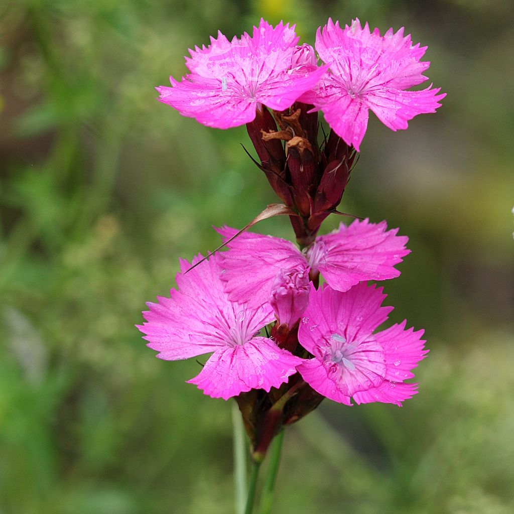 Dianthus carthusianorum - Kartuizer anjer