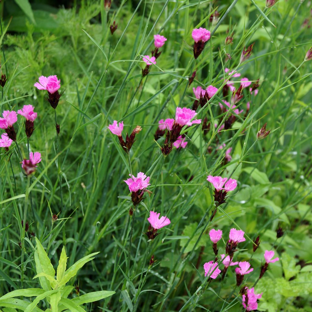Dianthus carthusianorum - Kartuizer anjer