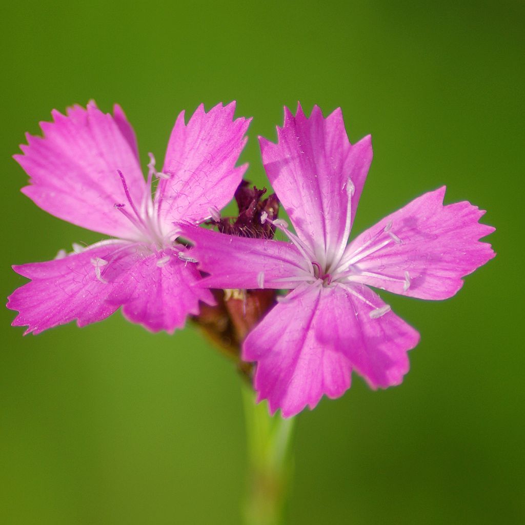 Dianthus carthusianorum - Kartuizer anjer