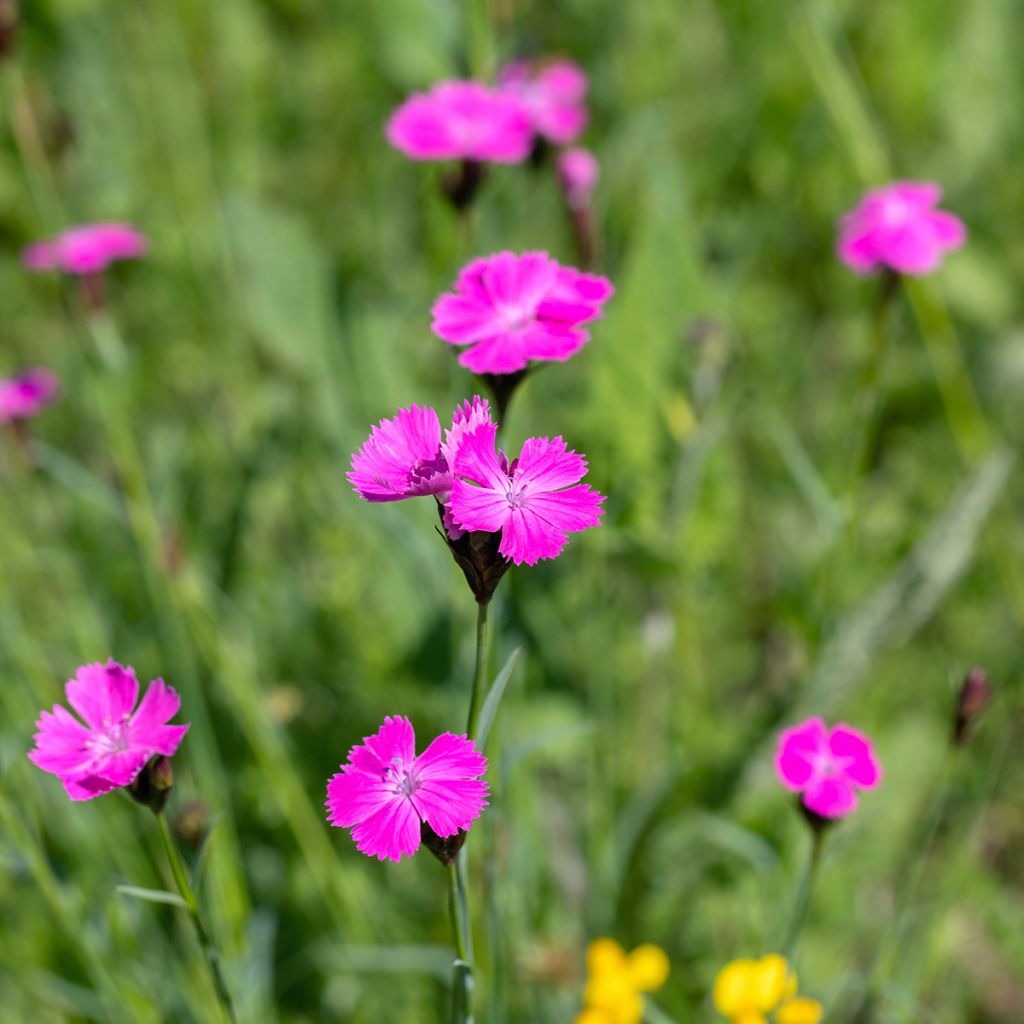Dianthus carthusianorum - Kartuizer anjer