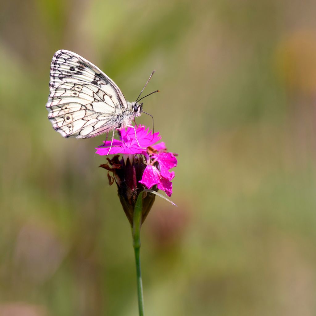 Dianthus carthusianorum - Kartuizer anjer