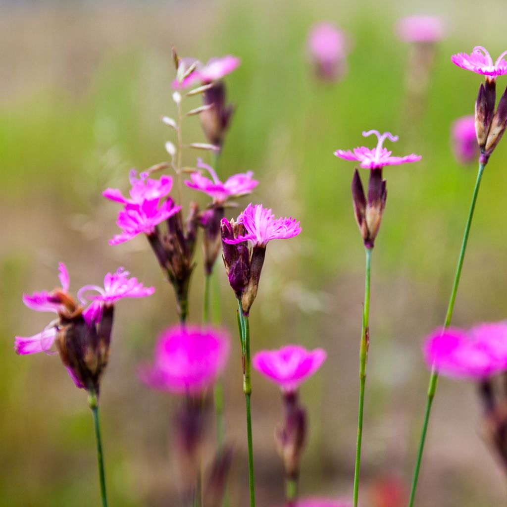 Dianthus carthusianorum - Kartuizer anjer