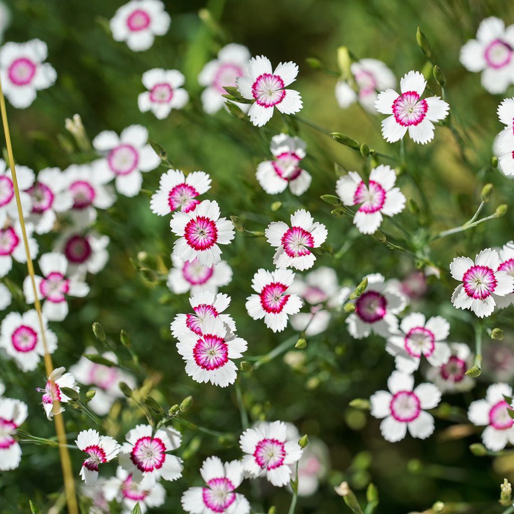 Dianthus deltoides Arctic Fire - Steenanjer