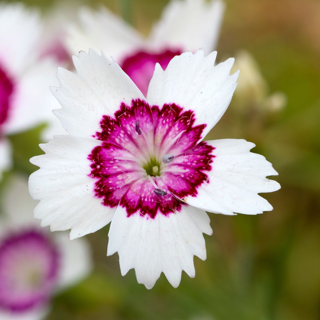Dianthus deltoides Arctic Fire - Steenanjer