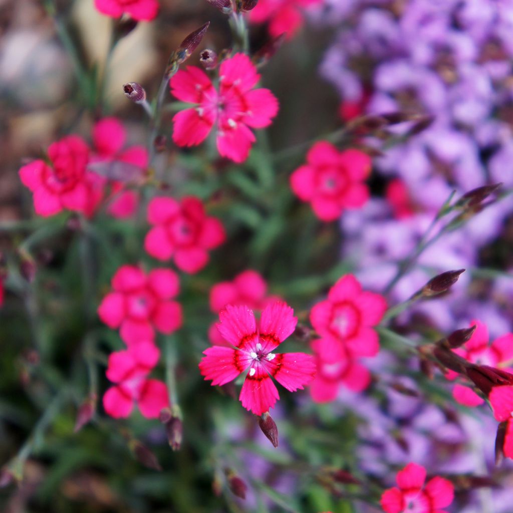 Dianthus deltoides Brillant - Steenanjer