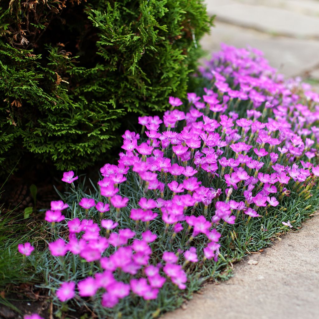 Dianthus deltoides - Steenanjer