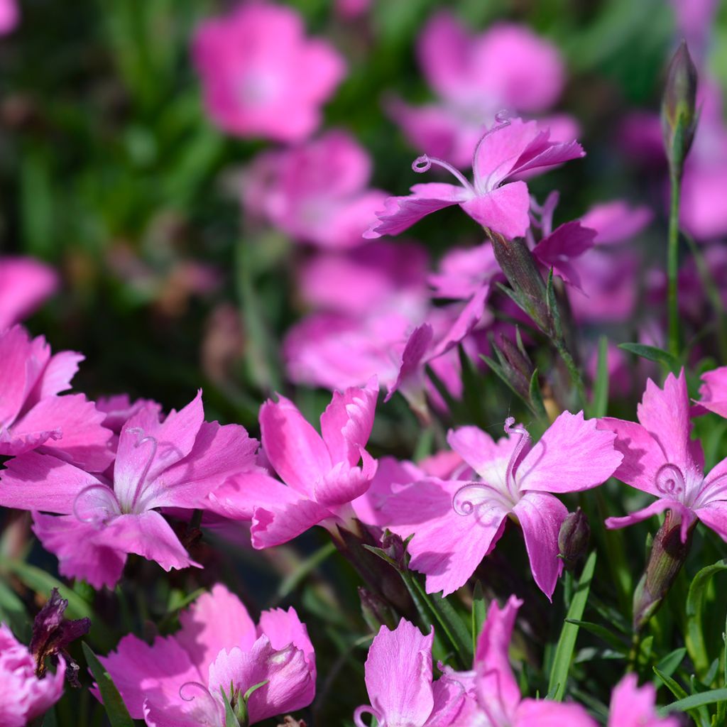 Dianthus gratianopolitanus Kahori - Rotsanjer