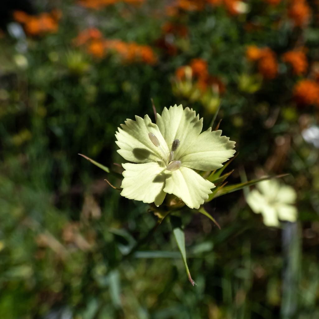 Dianthus knappii- Anjer knappii