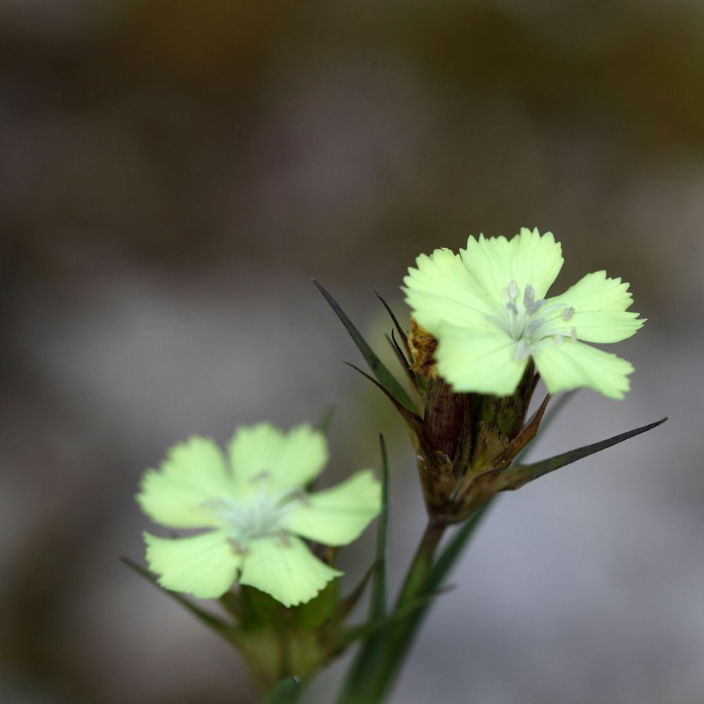 Dianthus knappii- Anjer knappii