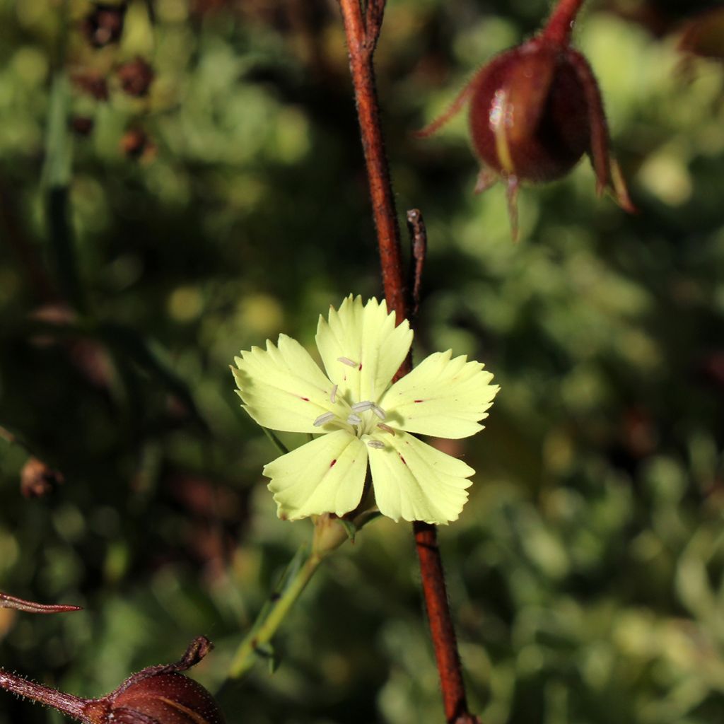 Dianthus knappii- Anjer knappii