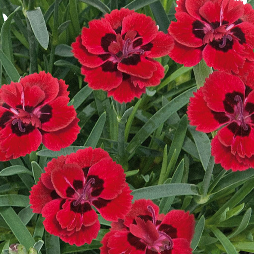 Dianthus Merci Fleuri - Grasanjer