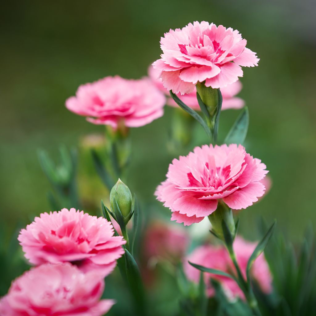 Grasanjer Doris - Dianthus plumarius