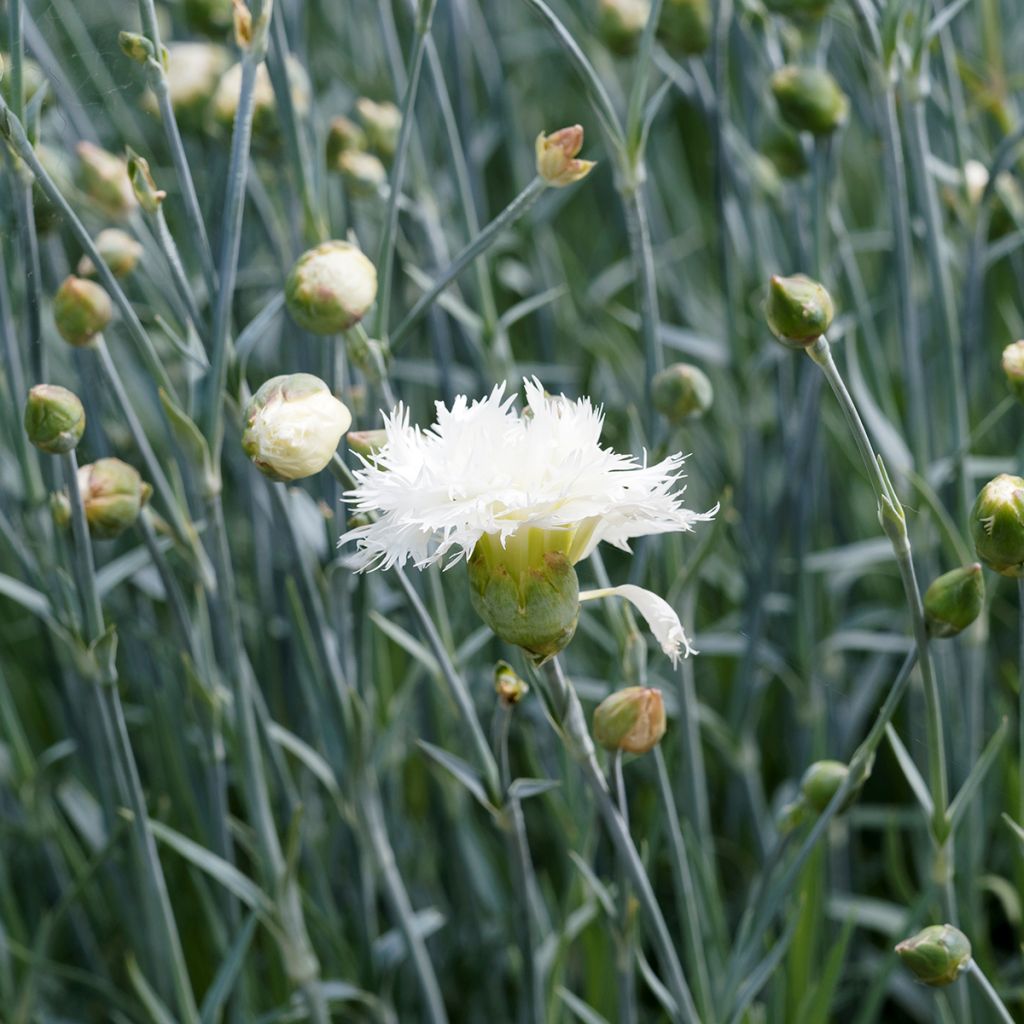 Dianthus plumarius Mrs Sinkins - Grasanjer