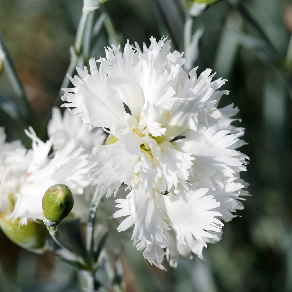 Dianthus plumarius Mrs Sinkins - Grasanjer