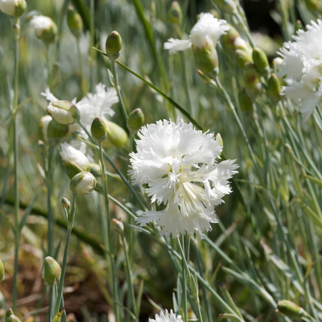 Dianthus plumarius Mrs Sinkins - Grasanjer