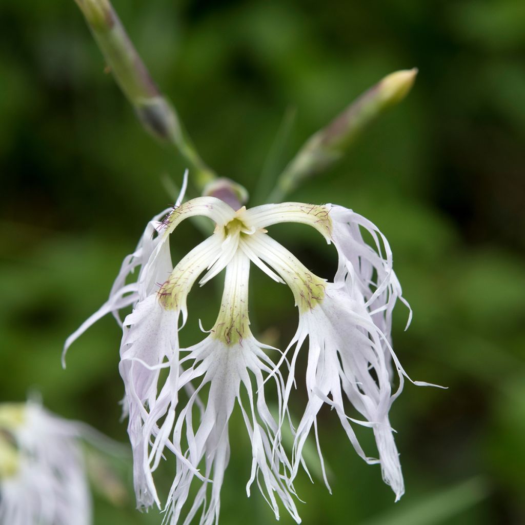 Dianthus superbus - Prachtanjer