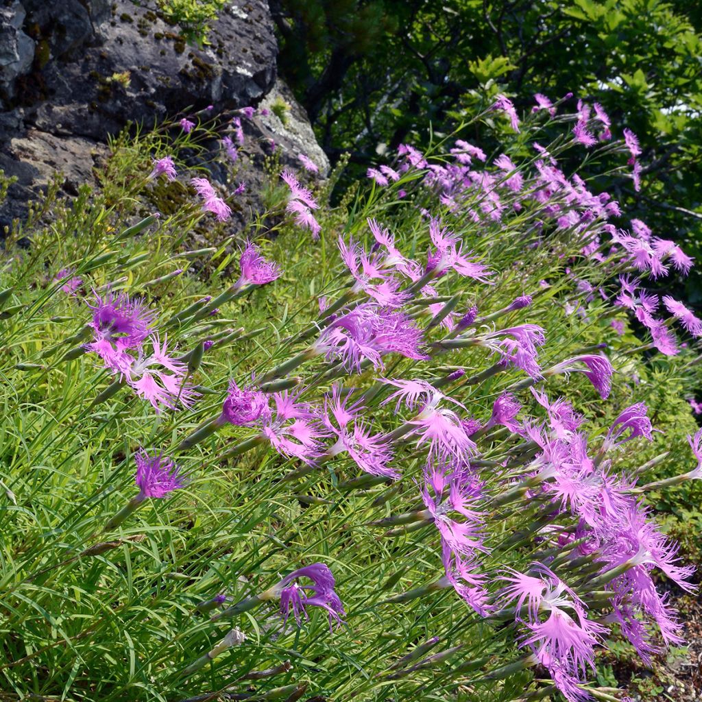 Dianthus superbus Primadonna - Prachtanjer