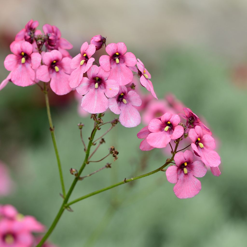 Diascia personata - Elfenspoor
