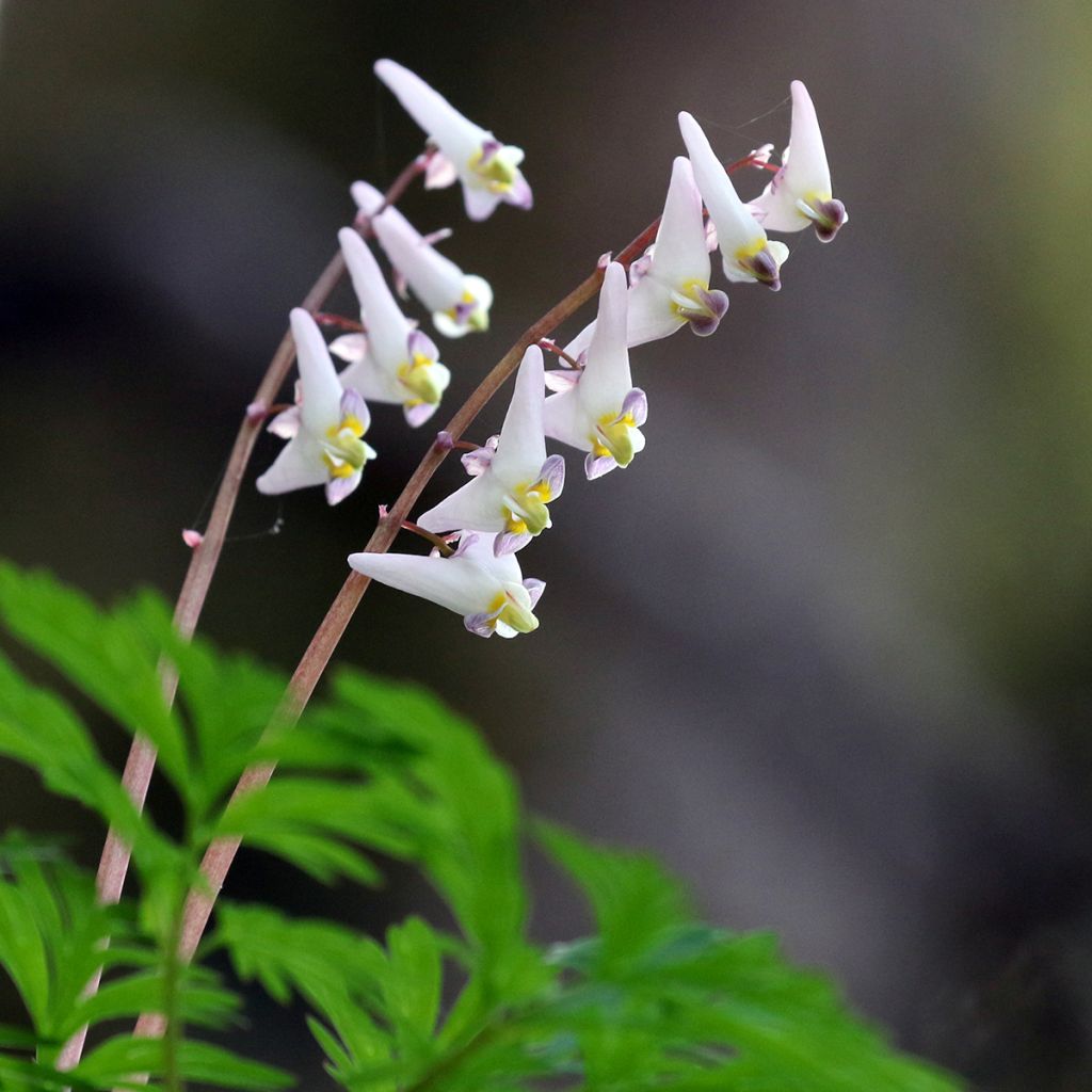 Dicentra cucullaria - Gebroken hartje