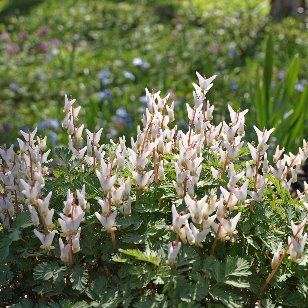 Dicentra cucullaria - Gebroken hartje