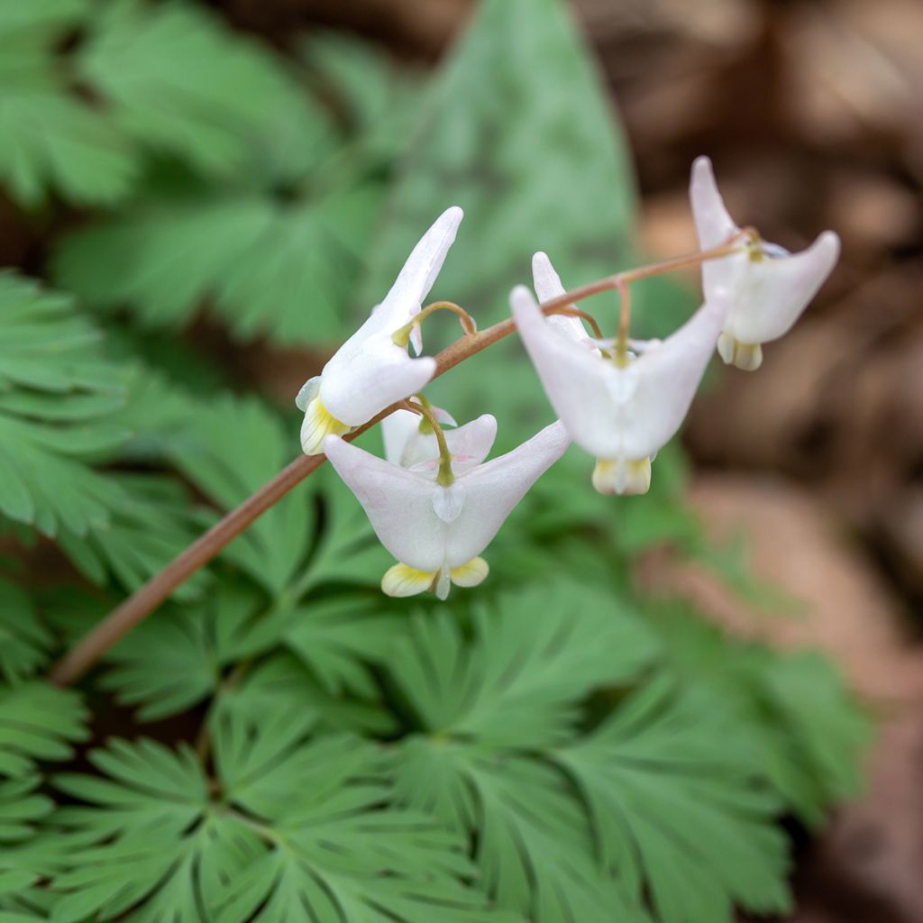 Dicentra cucullaria - Gebroken hartje