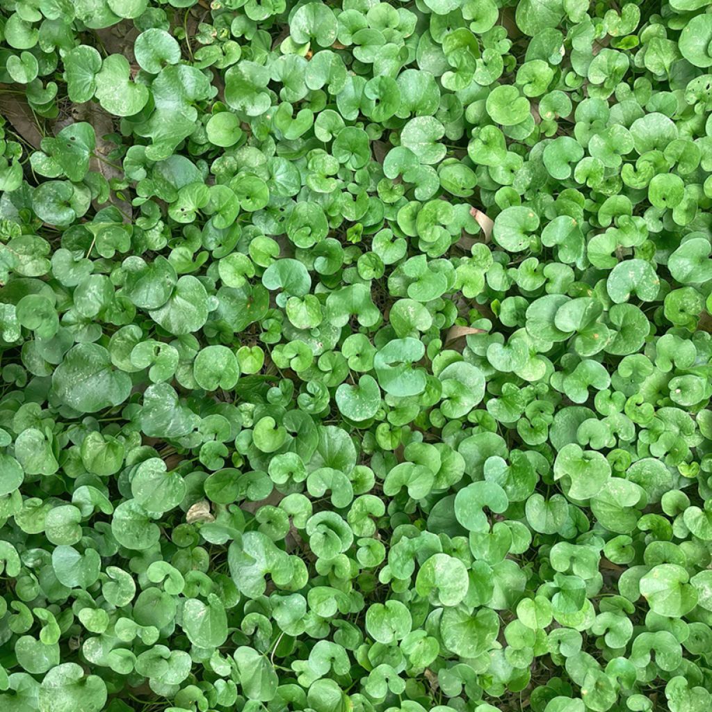 Dichondra repens (zaad) - Niergras