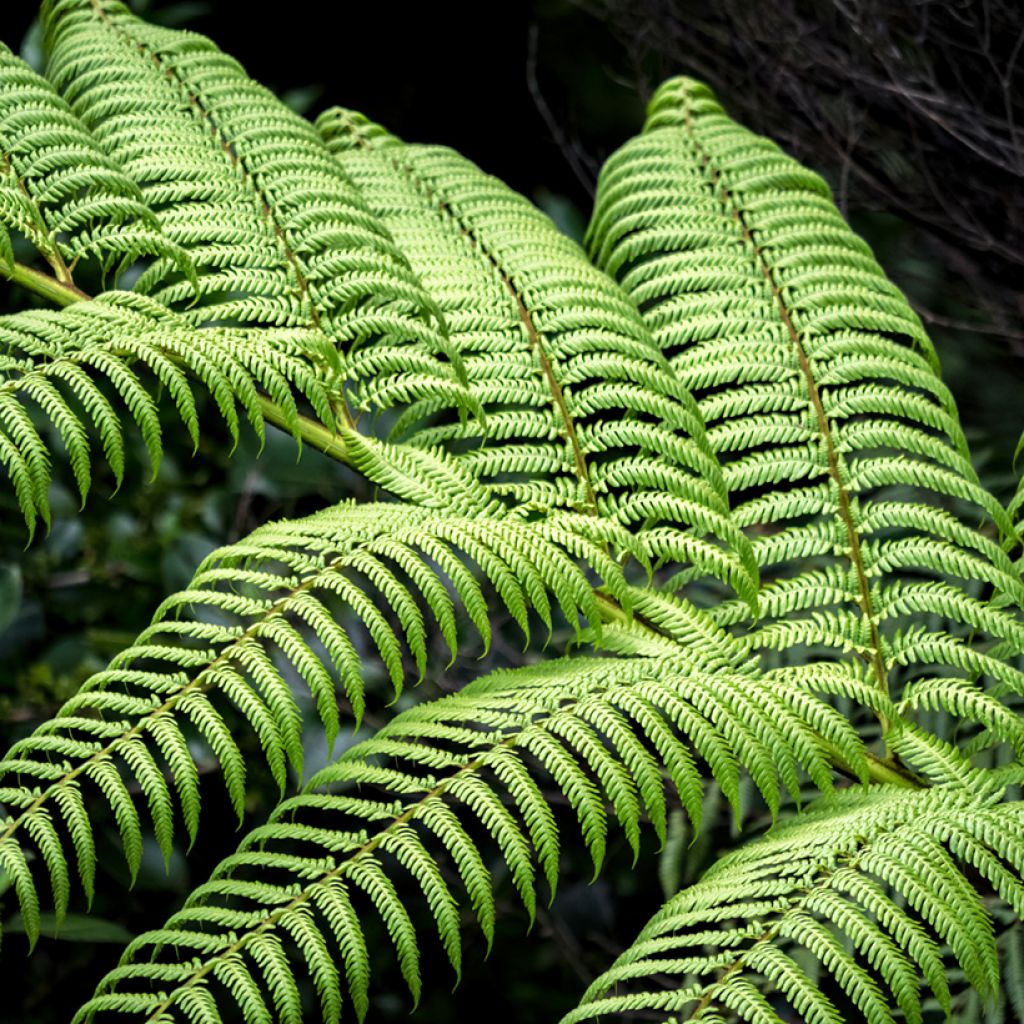 Dicksonia squarrosa - Gouden boomvaren