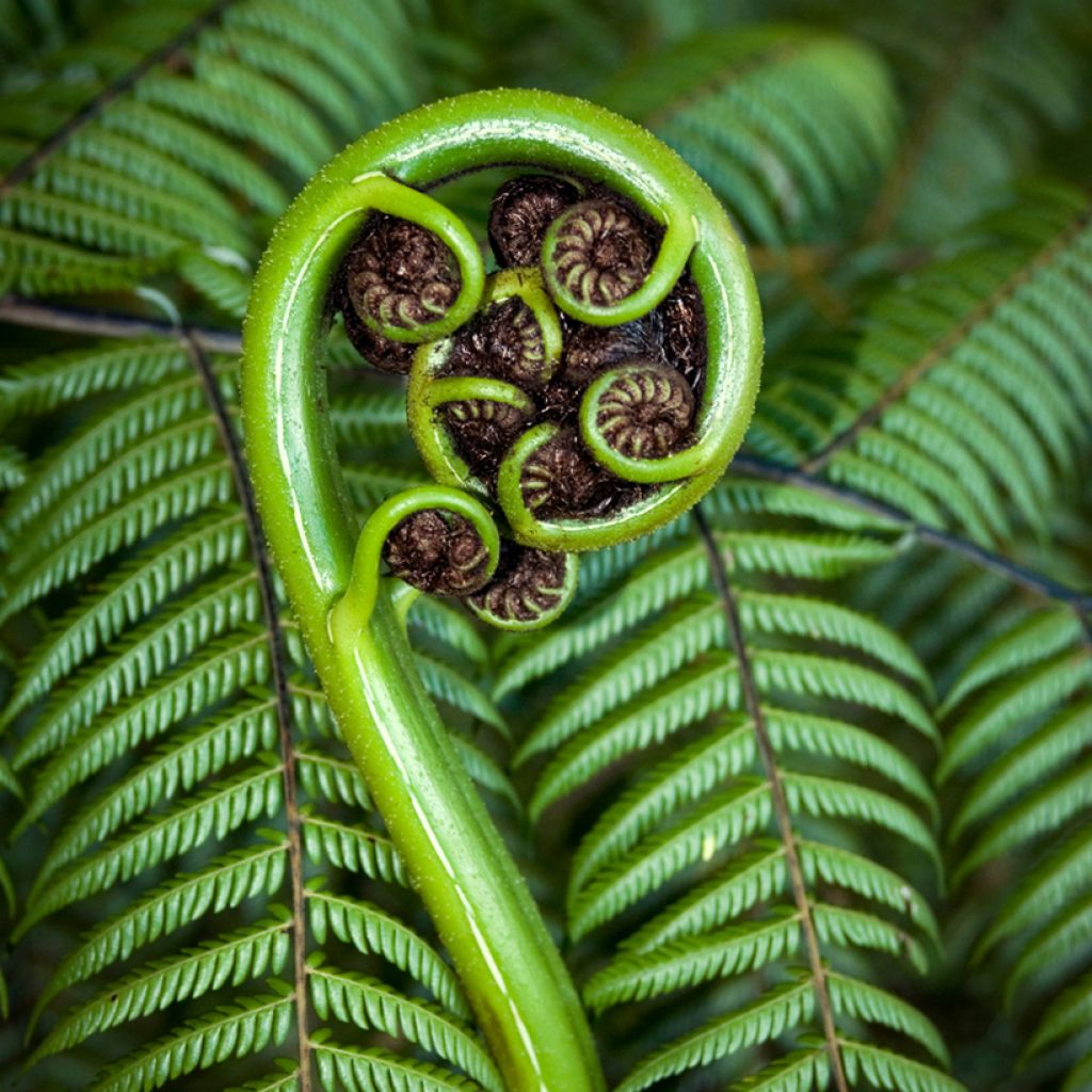 Dicksonia squarrosa - Gouden boomvaren
