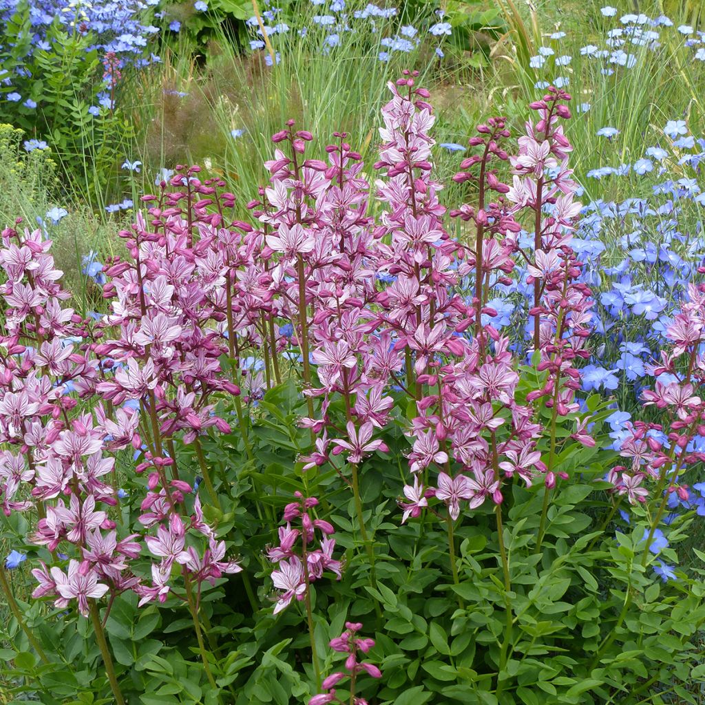 Dictamnus albus - Vuurwerkplant