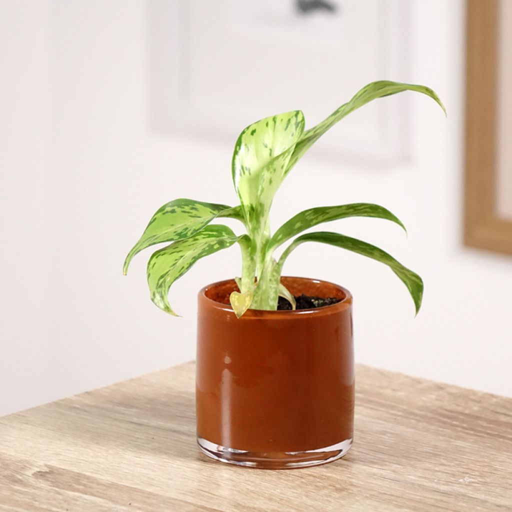 Dieffenbachia Crocodile