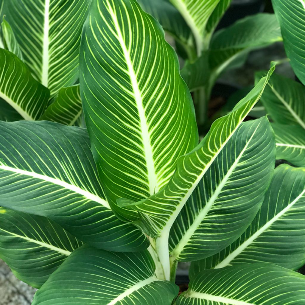 Dieffenbachia Sterling - Domme riet