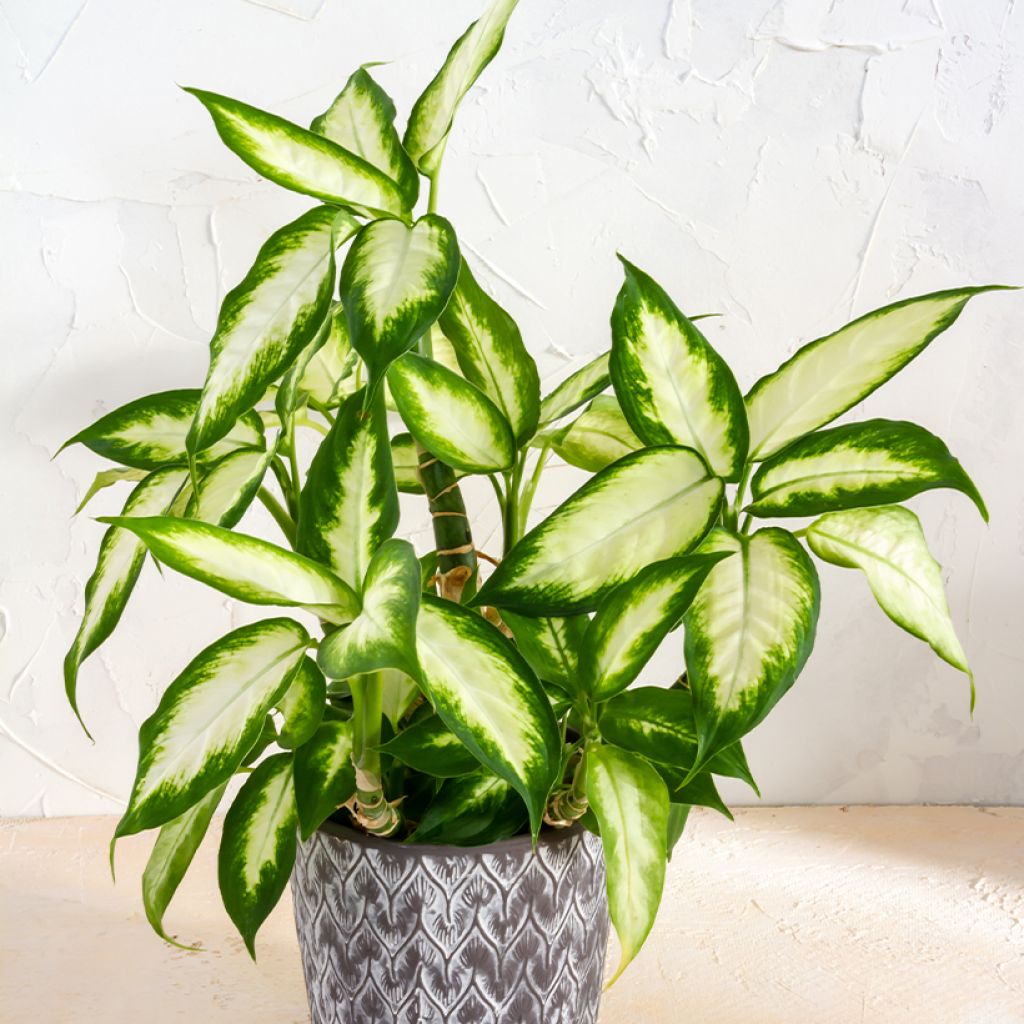 Dieffenbachia Camilla - Domme riet