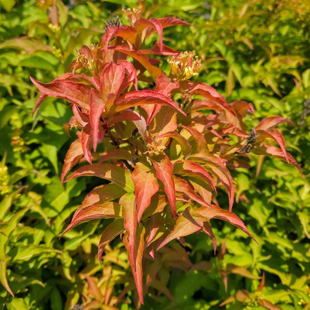 Diervilla Kodiak Orange - Amerikaanse weigelia