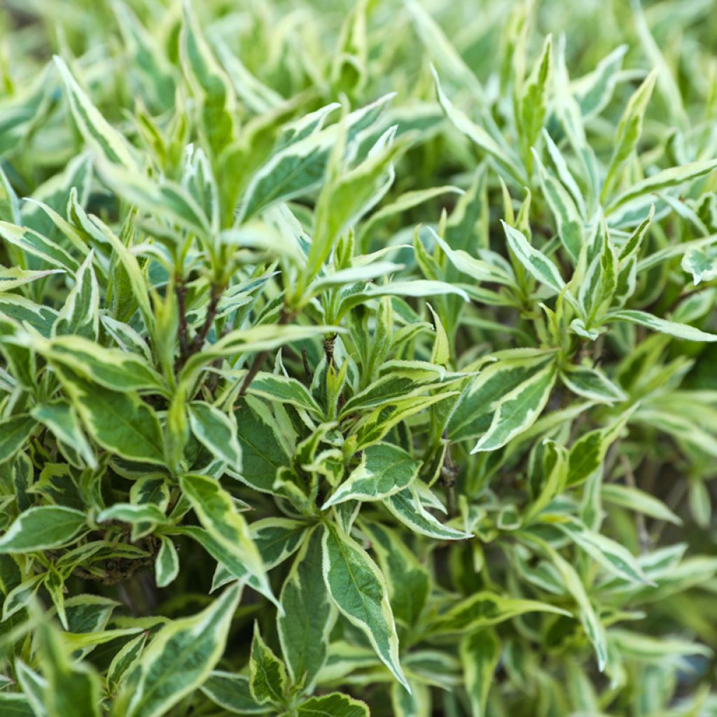 Diervilla sessilifolia Cool Splash - Amerikaanse weigelia