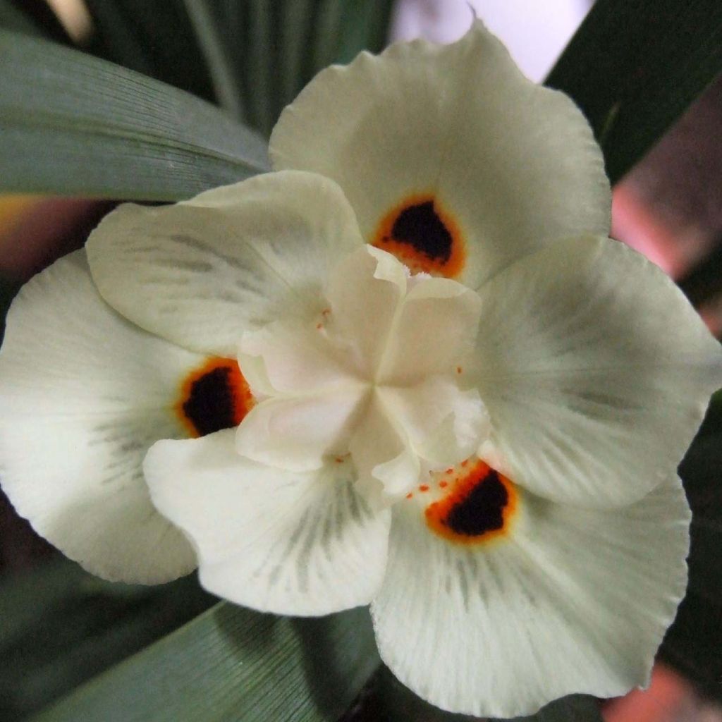 Dietes bicolor - Afrikaanse iris
