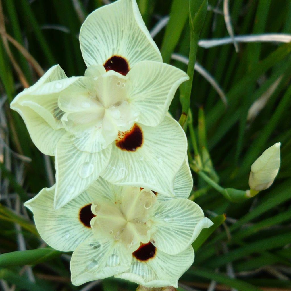 Dietes bicolor - Afrikaanse iris