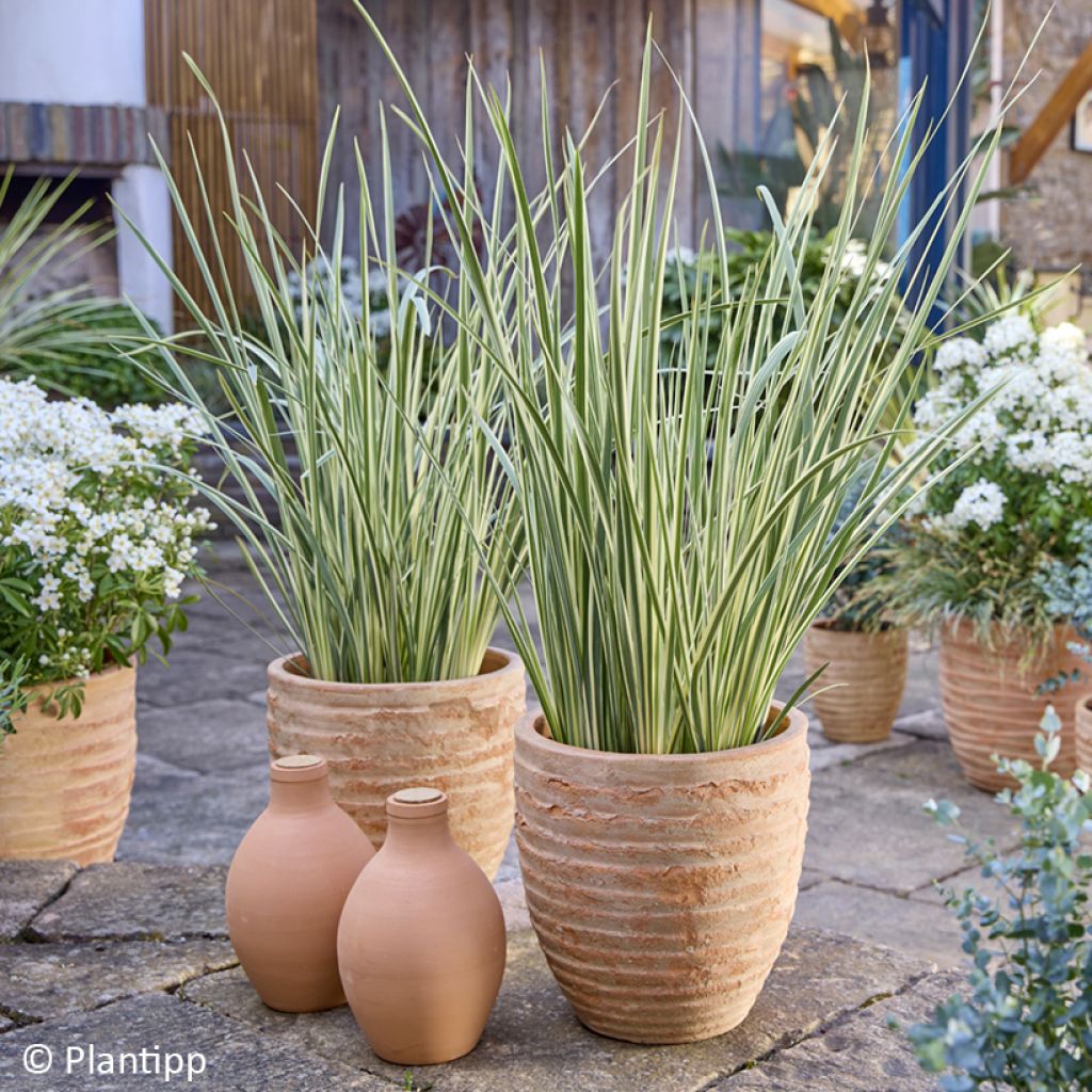 Dietes bicolor Milky Way - Afrikaanse iris
