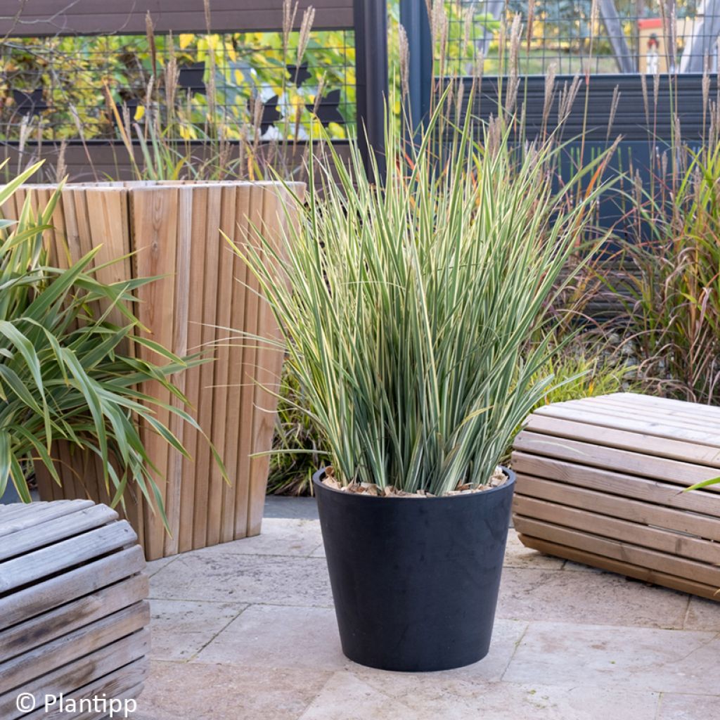 Dietes bicolor Milky Way - Afrikaanse iris