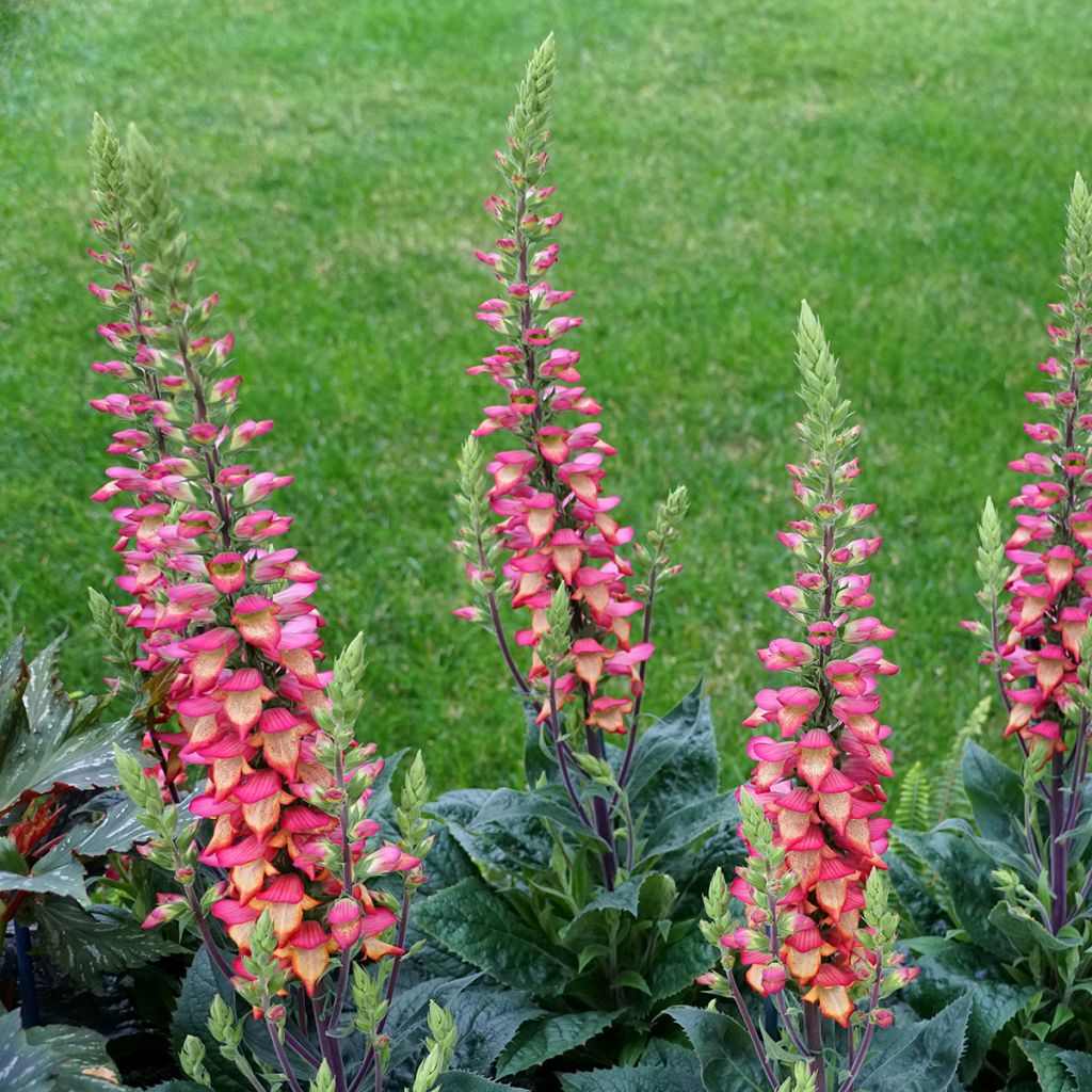 Digitalis Illumination Flame - Vingerhoedskruid