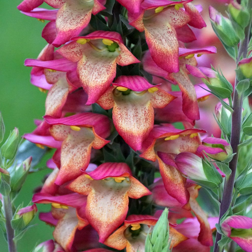 Digitalis Illumination Flame - Vingerhoedskruid