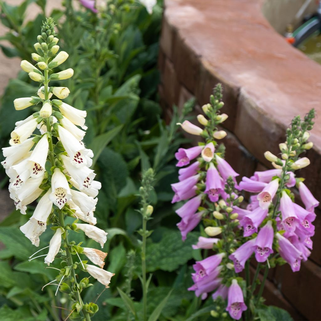 Digitalis Dalmatian - Vingerhoedskruid
