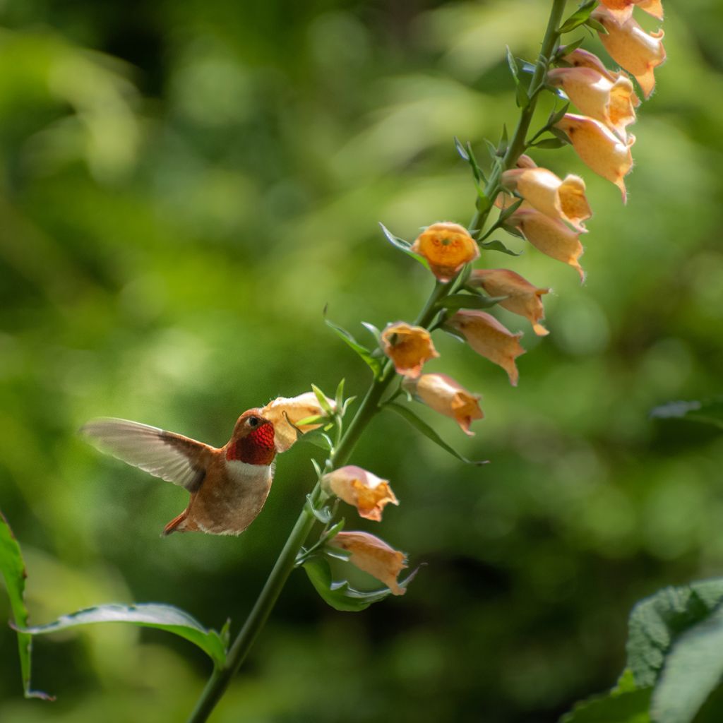 Digitalis Goldcrest - Vingerhoedskruid