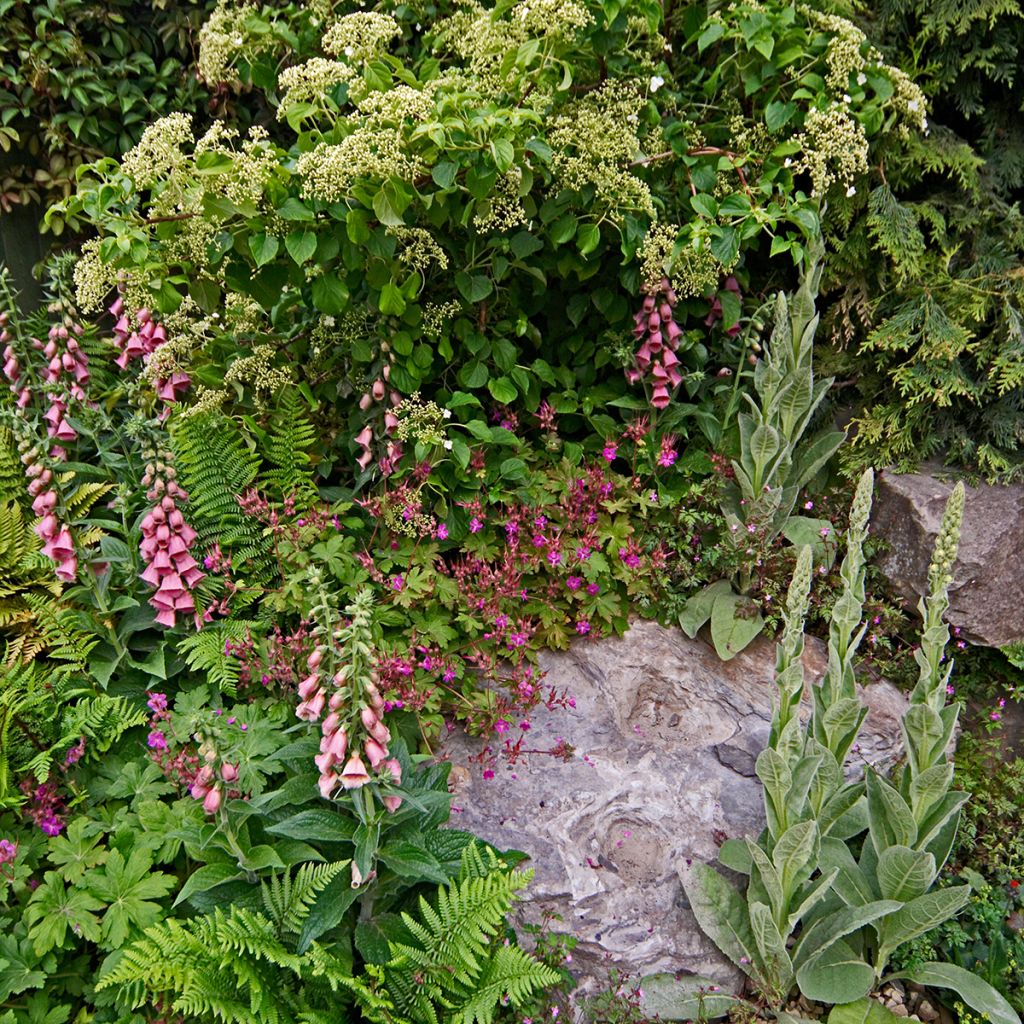 Digitalis mertonensis - Vingerhoedskruid