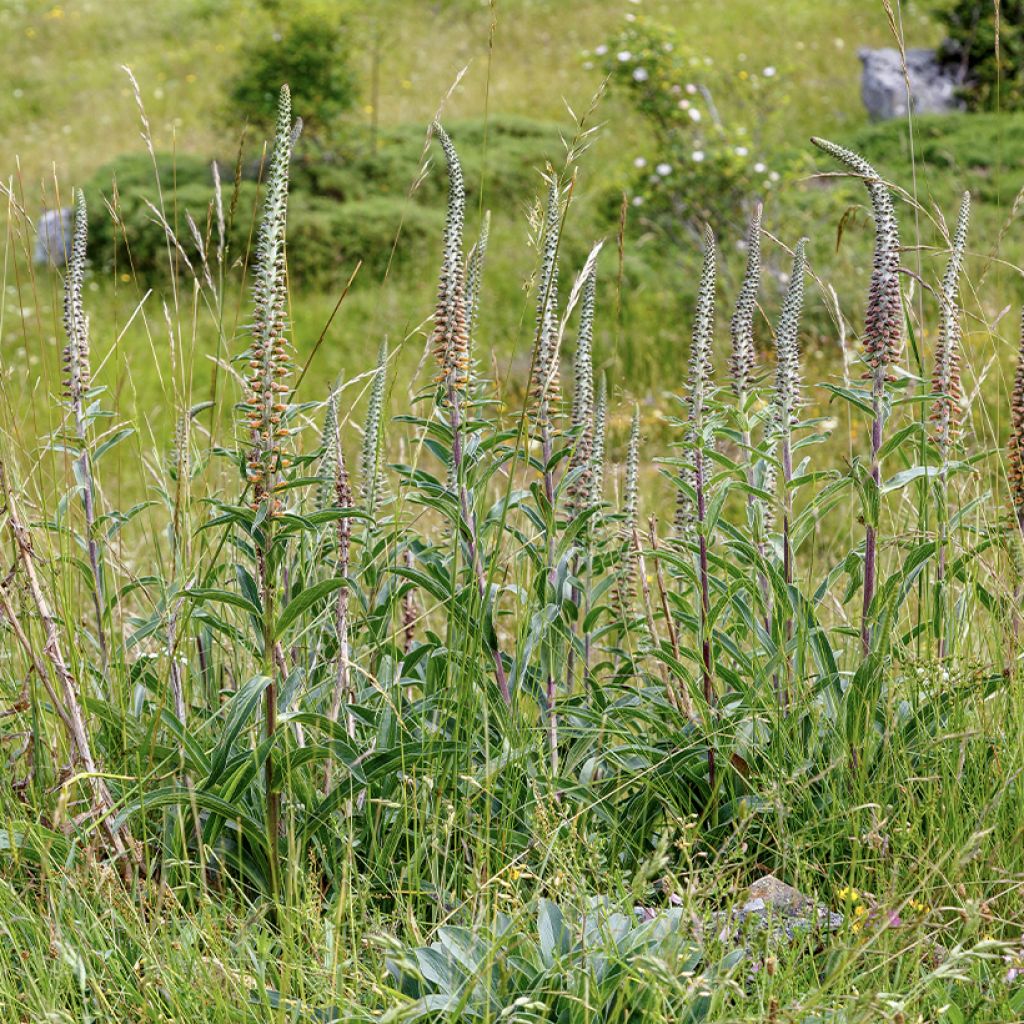 Digitalis parviflora - Vingerhoedskruid