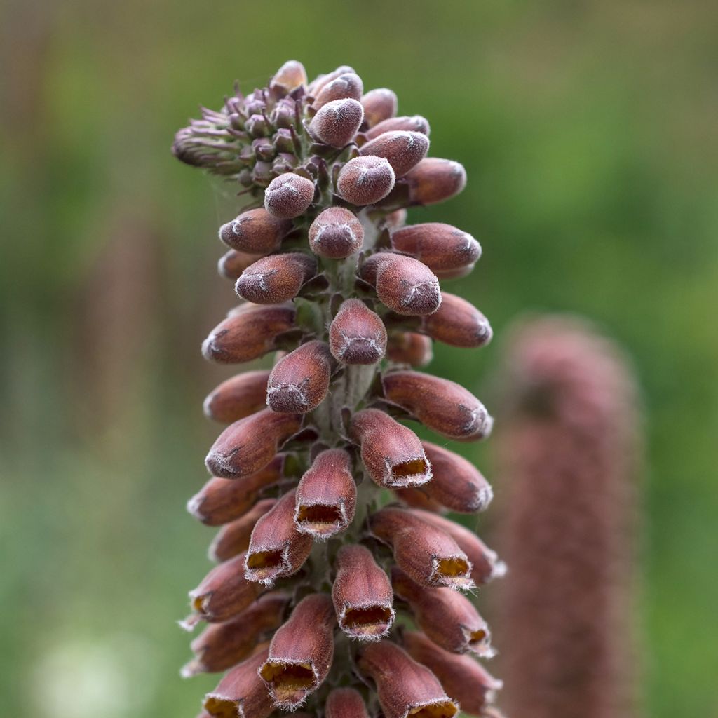 Digitalis parviflora - Vingerhoedskruid