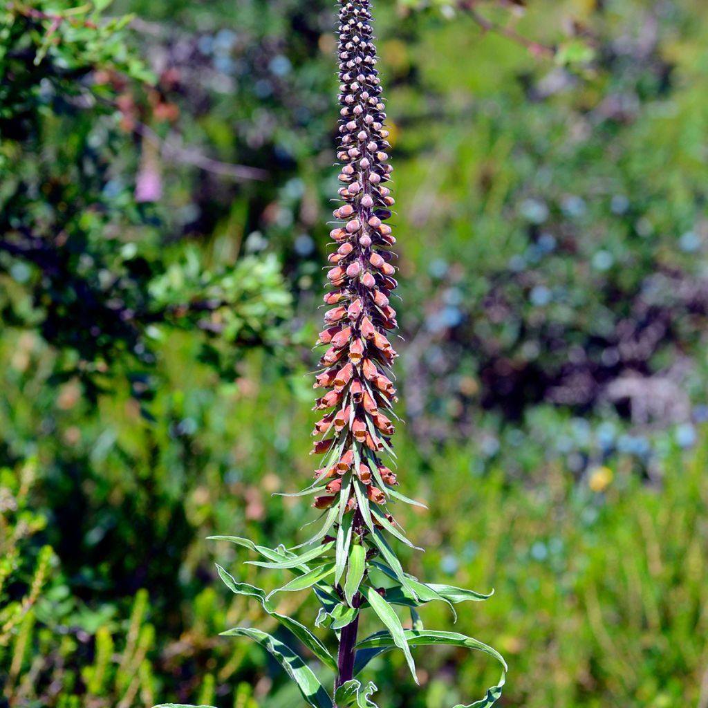 Digitalis parviflora - Vingerhoedskruid