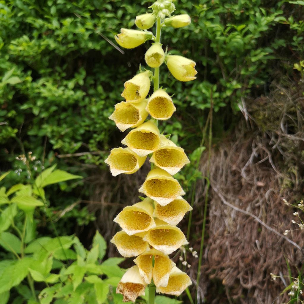 Digitalis grandiflora - Geel vingerhoedskruid