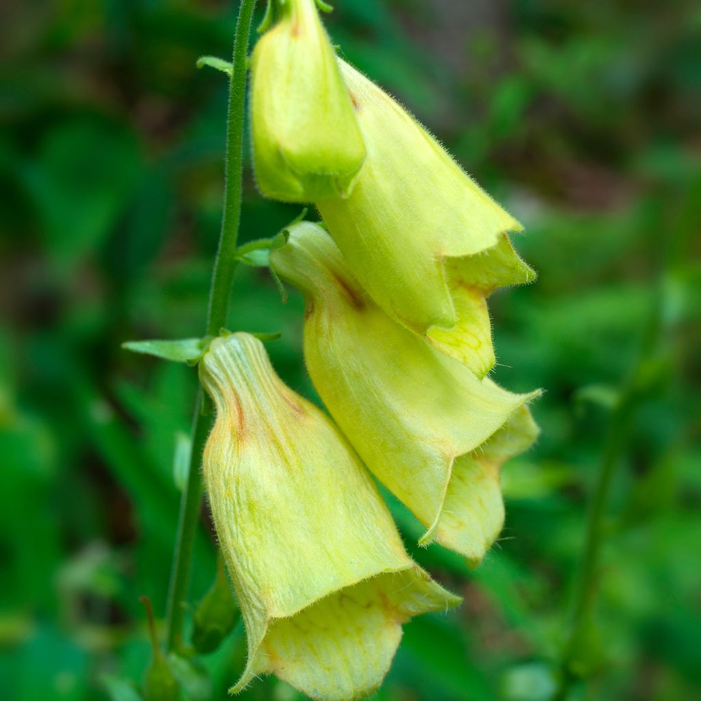 Digitalis grandiflora - Geel vingerhoedskruid