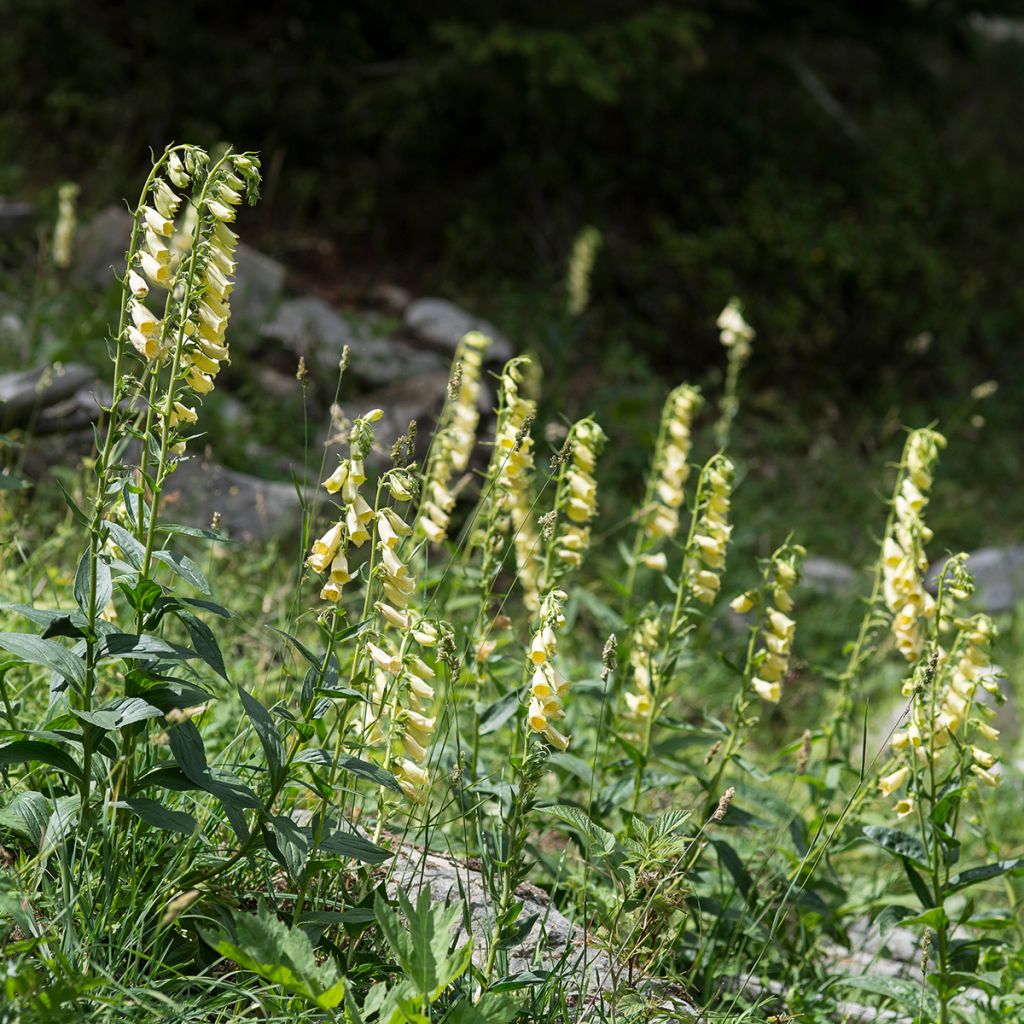 Digitalis grandiflora - Geel vingerhoedskruid