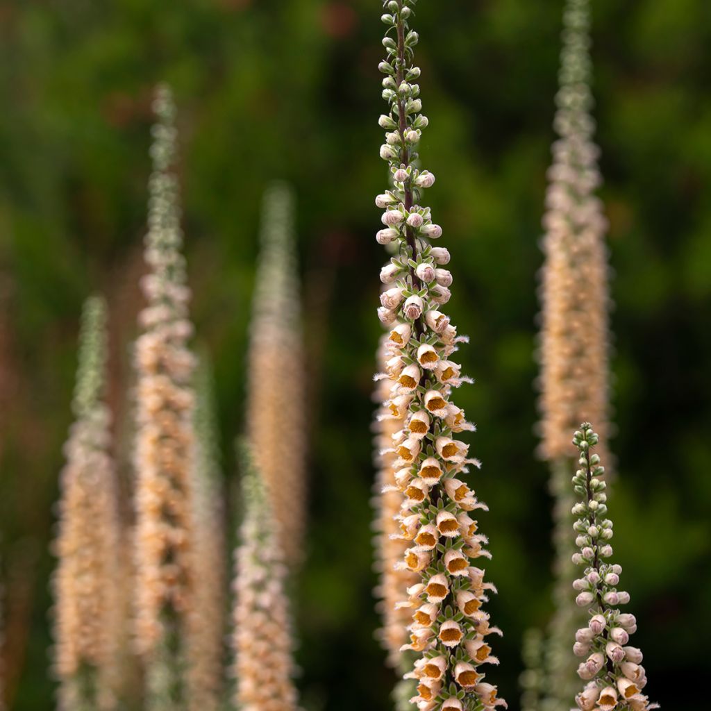 Digitalis ferruginea Gigantea - Vingerhoedskruid
